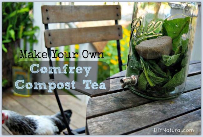 Una receta de té de compost hecho con hierbas consuelda silvestre
