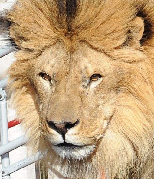 Dentista estadounidense que mató a cecil el león es 'el hombre más odiado en el mundo en este momento 