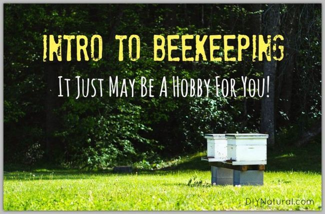 Una introducción a la apicultura para ver si es un hobby para usted