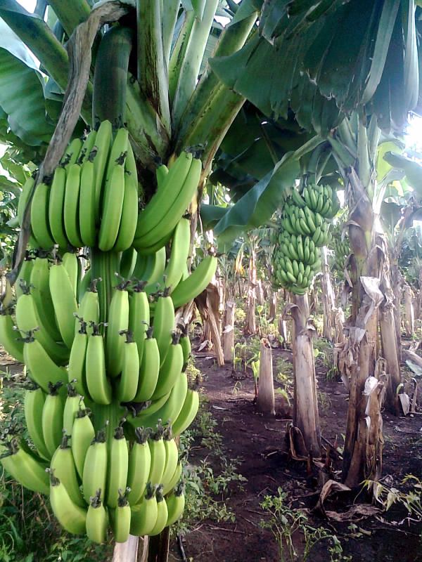 Plátano: información nutricional y la información científica sobre la famosa fruta