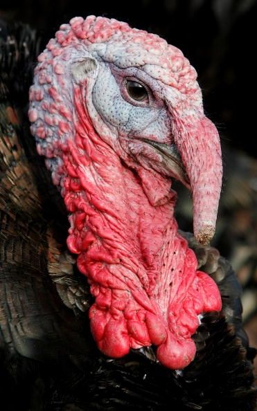 La gripe aviar H5N2 se ha detectado en una granja de pavos en Arkansas.