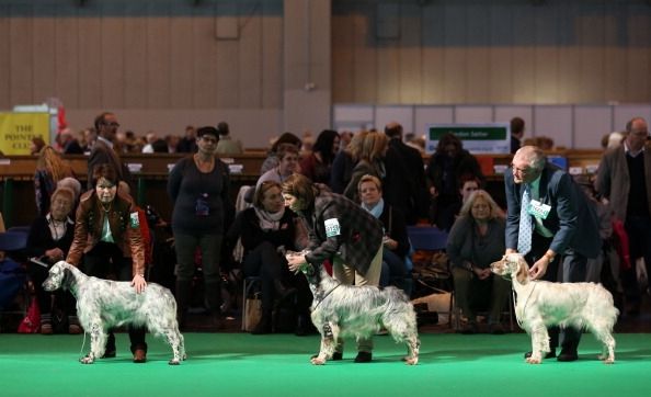 Exposición canina Crufts cobertizos de Gran Bretaña luz sobre la salud canina