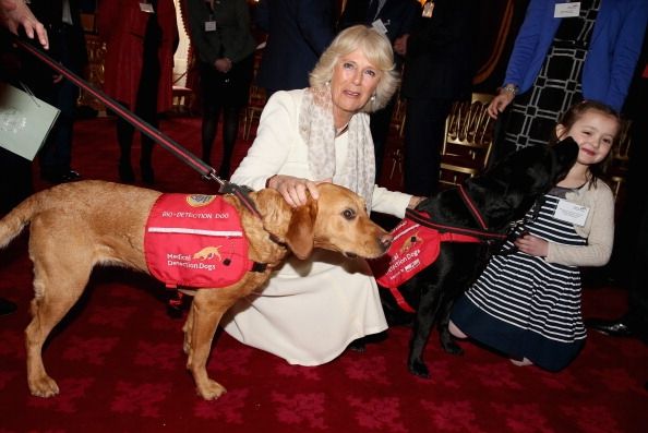 Camilla, duquesa de Cornualles, con dos perros entrenados para detectar el cáncer de Detección Médica Perros.