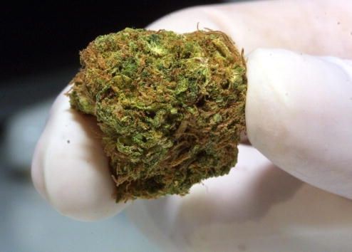 El cannabis legalmente cultivada en Holanda