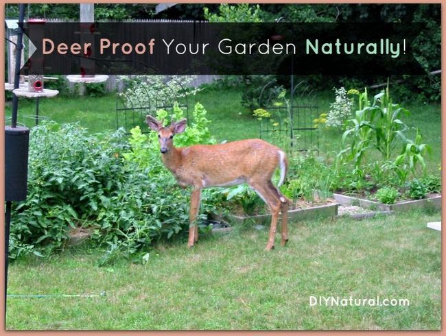 Prueba de Venado su jardín y el patio de forma natural