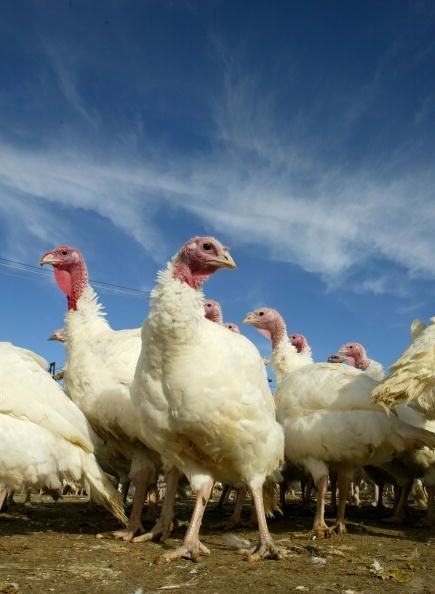 Wille pájaro granja de Turquía se prepara para la acción de gracias