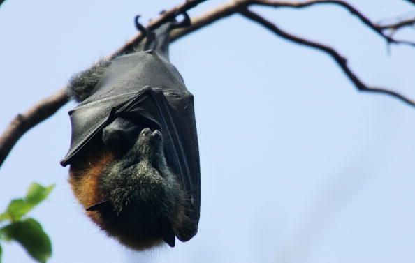 Murciélagos de cola libre