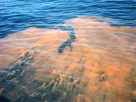 Un ejemplo de una floración de algas, a veces se llama una marea roja, en el océano.