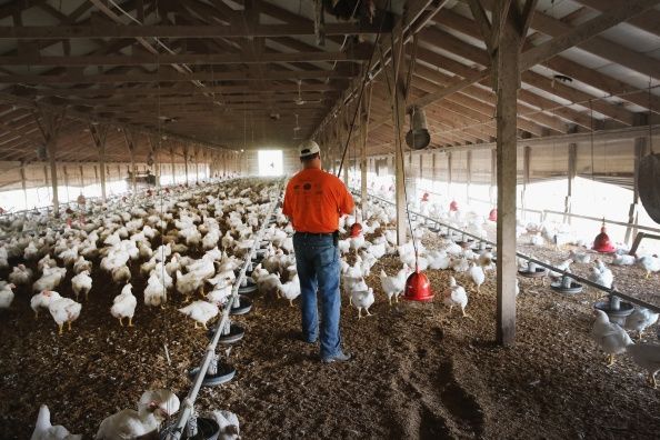 Wokers granja en las granjas de aves de corral infectadas se ofrecen medicamentos antivirales para prevenir la propagación de la gripe aviar.