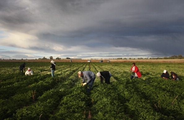 Colorado Granja sufre como mano de obra inmigrante