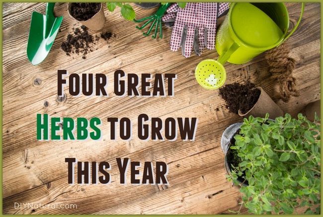 Cuatro debe cultivar hierbas para su jardín este año