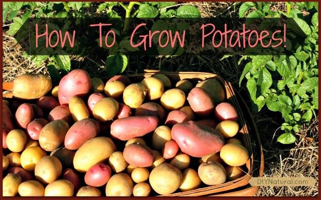 Cómo crecer Patatas
