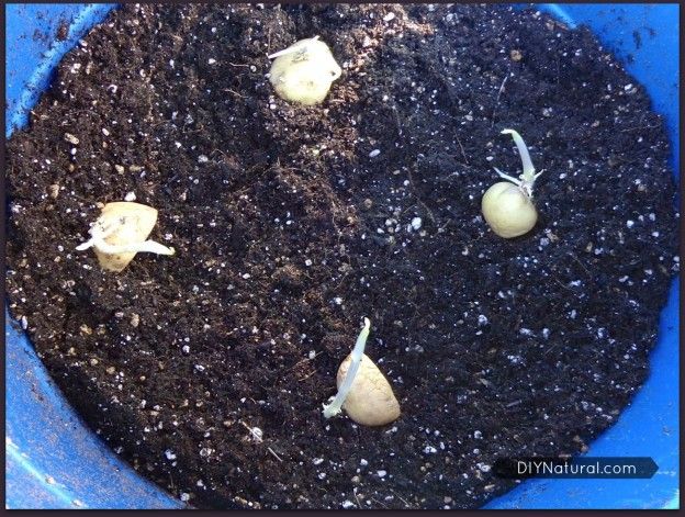 Cómo crecer Patatas 1