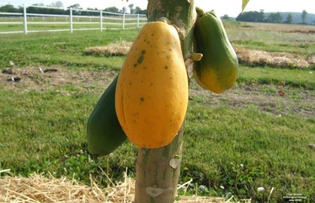 Papaya fruta madura