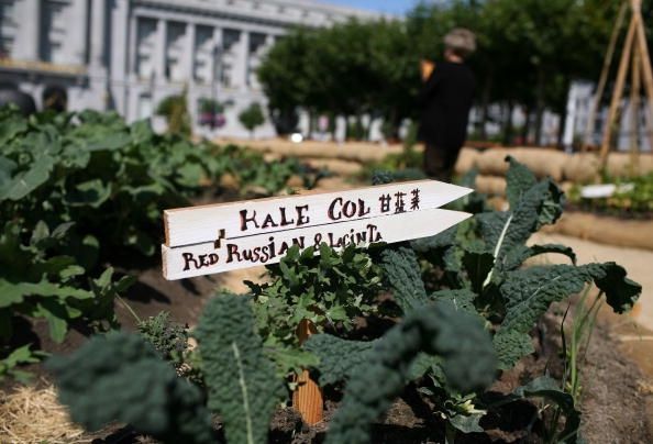 Jardín Orgánico En San Francisco City Hall Promueve Slow Food Movement