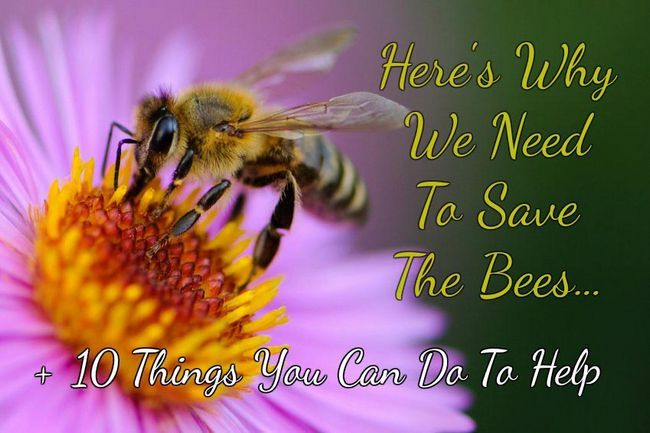 He aquí por qué tenemos que ahorrar The Bees + 10 cosas que usted puede hacer para ayudar