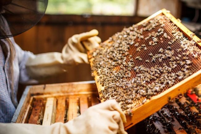 Aquí`s Why We Need To Save The Bees & 10 Ways You Can Help