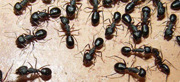 Cómo deshacerse de las hormigas es natural en cocina