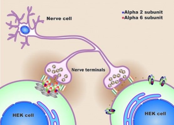 Remedios caseros para la Epilepsia Tratamiento Naturalmente