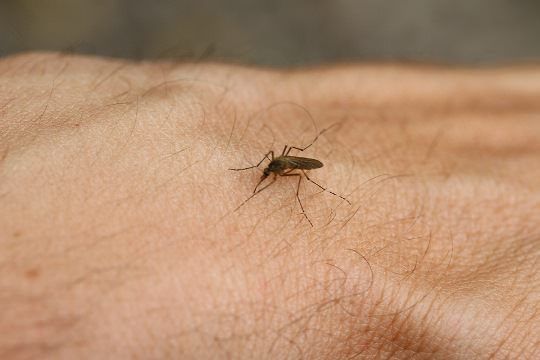 Remedios caseros parada mosquito pica de la picazón rápida