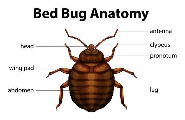 ¿Cuáles son los insectos de cama