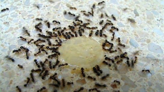 ¿Cómo deshacerse de las hormigas