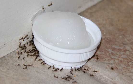 ¿Cómo deshacerse de las hormigas Naturalmente sin matarlas