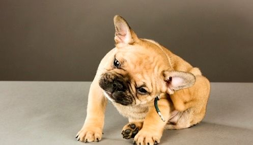 ¿Cómo deshacerse de las pulgas de los perros en el hogar?