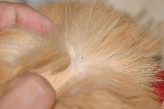 ¿Cómo deshacerse de las pulgas en los gatos en el hogar