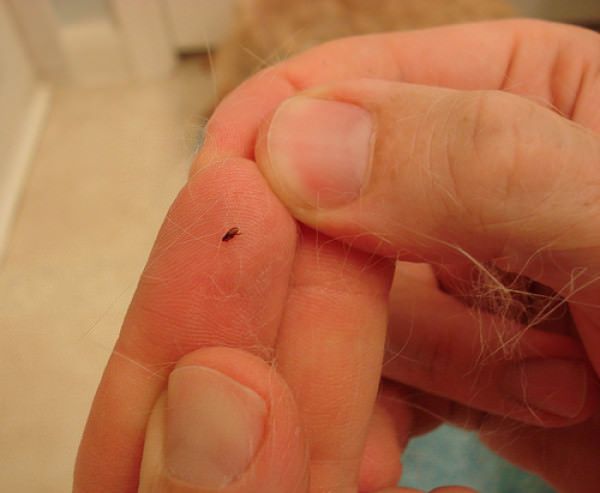 ¿Cómo deshacerse de las pulgas? (En los perros y en la casa - remedios caseros)