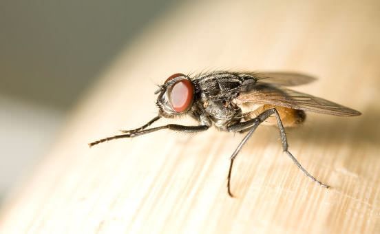 ¿Cómo deshacerse de las moscas en el hogar