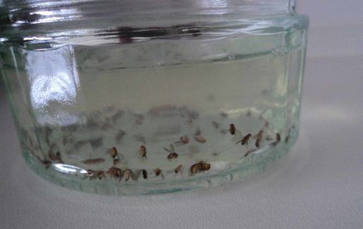 ¿Cómo deshacerse de Fruit Flies todo Soluciones para matar moscas de la fruta