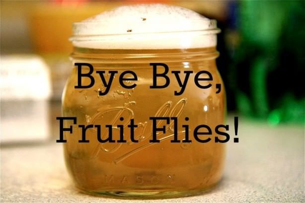 ¿Cómo deshacerse de moscas de la fruta rápido y natural
