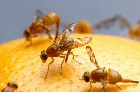 ¿Cómo deshacerse de Fruit Flies en La Casa