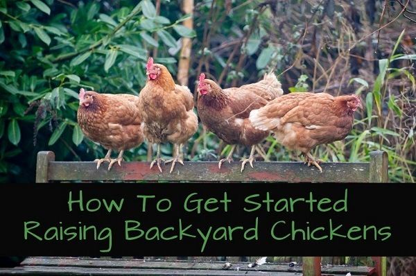 Cómo empezar la cría de pollos del patio trasero