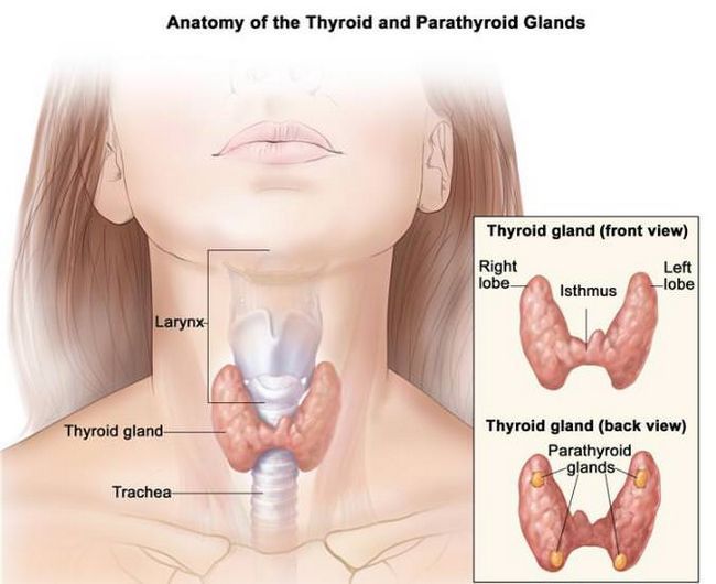 Cómo curar la tiroides de forma natural?