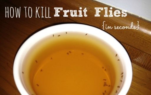 Cómo matar moscas de la fruta