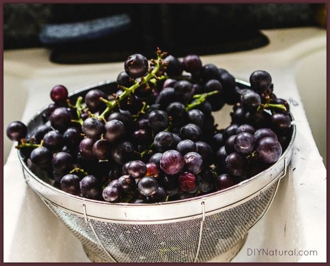 Cómo hacer jugo de uva 1