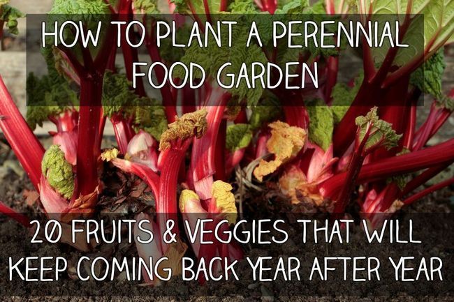 Cómo plantar un jardín de alimentos perenne - 20 frutas y verduras que te mantendrá regresando año tras año