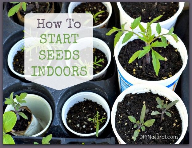 Cómo iniciar semillas en el interior