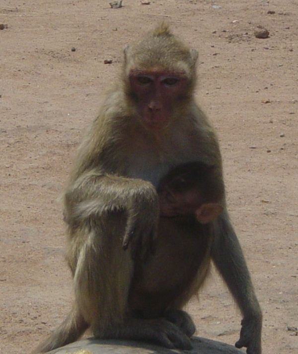 Un macaco rhesus mujer y el bebé en la naturaleza. Cinco de este tipo de mono se infectaron en un centro Primare Louisiana.