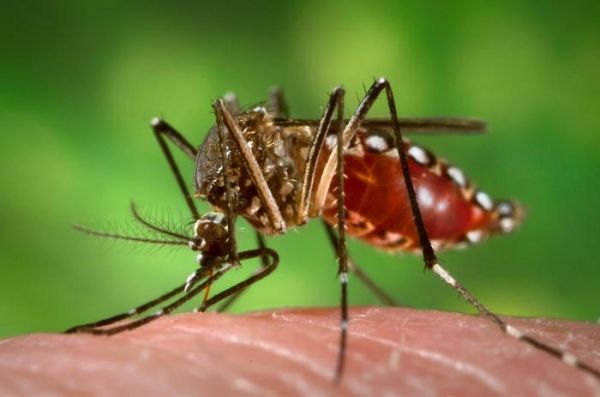 Japón experimenta brote de dengue rara