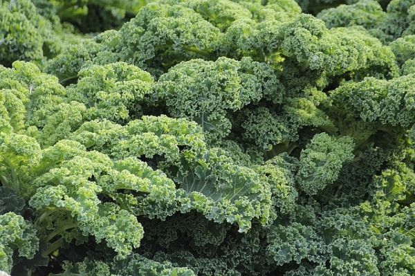 Kale, coles de Bruselas se convierta más en la demanda en el mercado