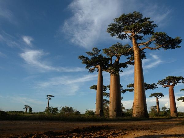 Allée des Baobabs cerca de Morondava, Madagascar