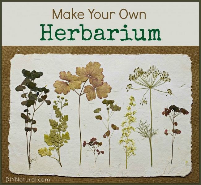 Haga su propio libro de identificación de herbario