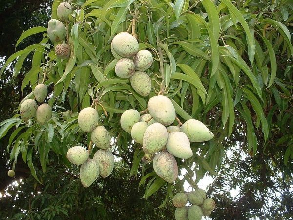 Los mangos son uno de la mayoría de frutas populares por una buena razón