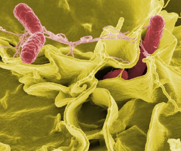 Microbiólogos: su conjunto único de los gérmenes que siguen a todas partes