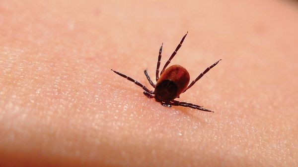 Garrapatas de patas negras causan la enfermedad de Lyme en más de 13 estados.