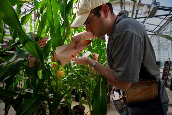 Herbicida de Monsanto probabilidades de causar cáncer, según quién reportar