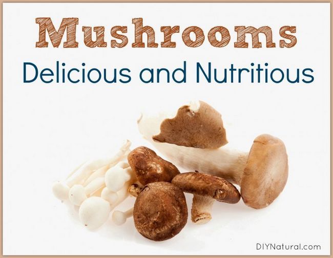 Mushroom Nutrición